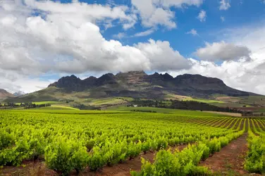 Vignobles d'Afrique du Sud - crédits : nicolamargaret/ Getty Images