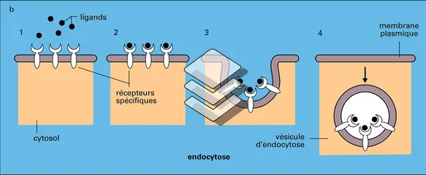 Échanges avec le milieu extracellulaire - crédits : Encyclopædia Universalis France