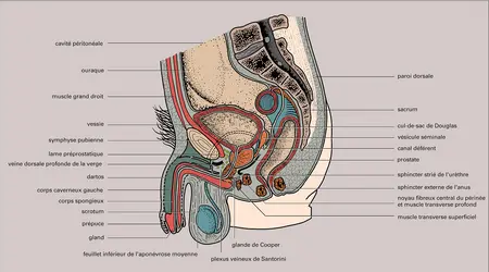 Appareil génital masculin - crédits : Encyclopædia Universalis France