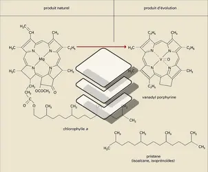 Preuves de l'origine organique - crédits : Encyclopædia Universalis France