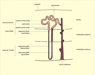 Organisation d'un néphron - crédits : Encyclopædia Universalis France