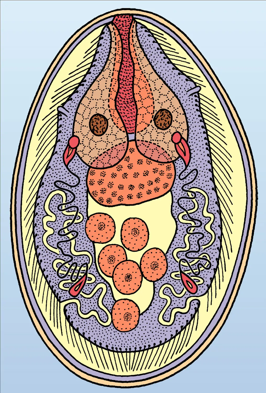 Schistosoma japonicum : œuf