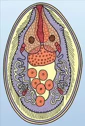 Schistosoma japonicum : œuf - crédits : Encyclopædia Universalis France