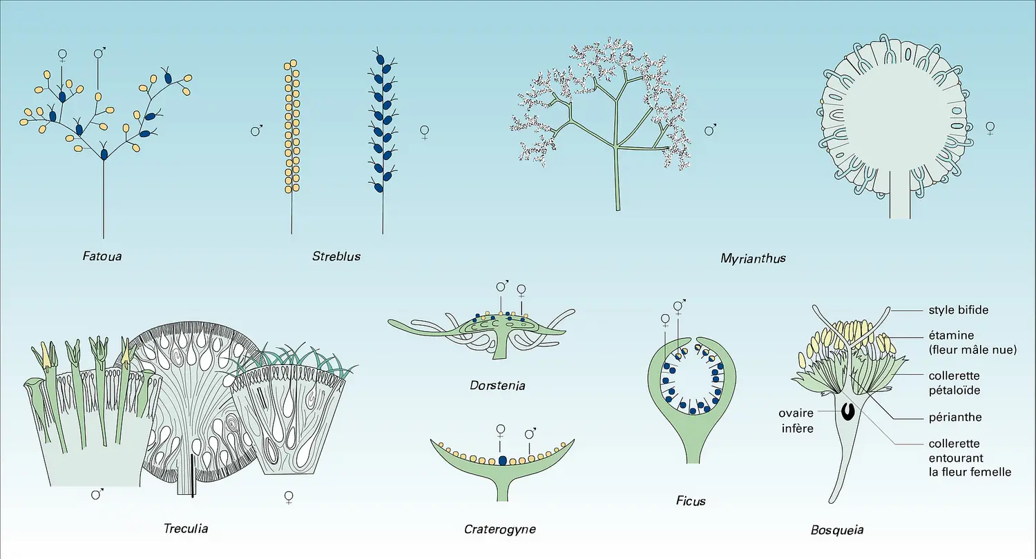 Moracées : inflorescences et infrutescences