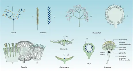 Moracées : inflorescences et infrutescences - crédits : Encyclopædia Universalis France