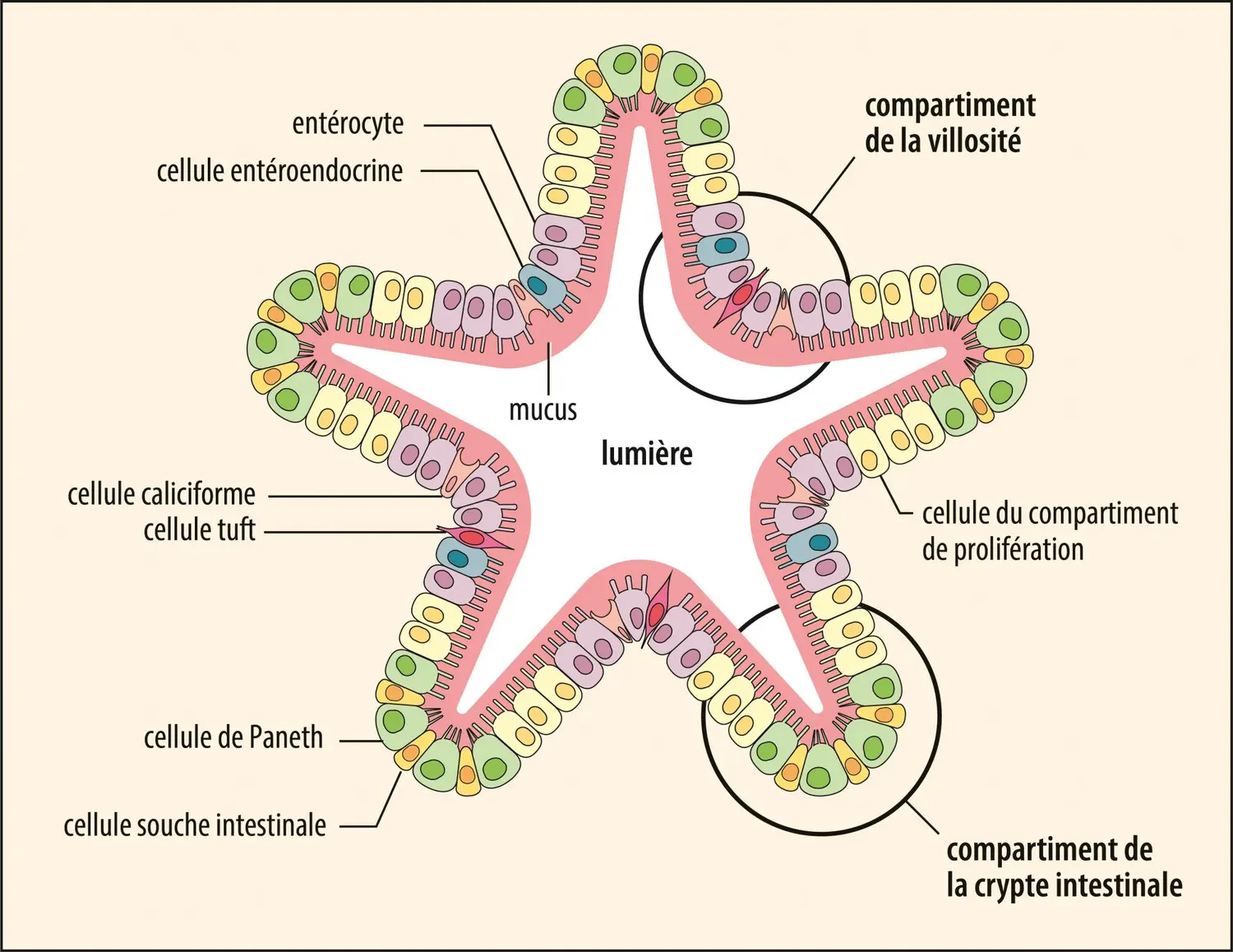 Organoïde intestinal