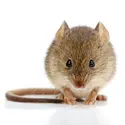 Souris et cellules souches - crédits : J. Szasz-Fabian/ Shutterstock