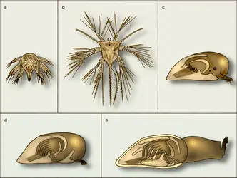 Cirripèdes : développement larvaire d'un anatfe - crédits : Encyclopædia Universalis France