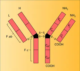 Immunoglobuline IgG1 humaine : modèle linéaire - crédits : Encyclopædia Universalis France