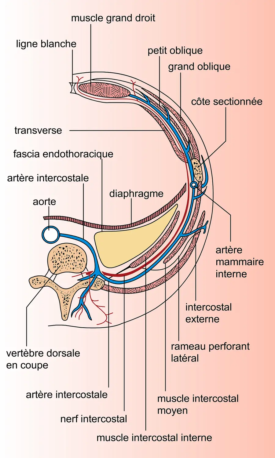 Artère et nerf intercostal