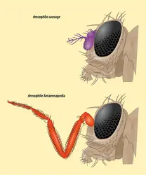 Un mutant de drosophile doté d'une patte à la place d'une antenne : <it>Antaennapedia</it> - crédits : Encyclopædia Universalis France