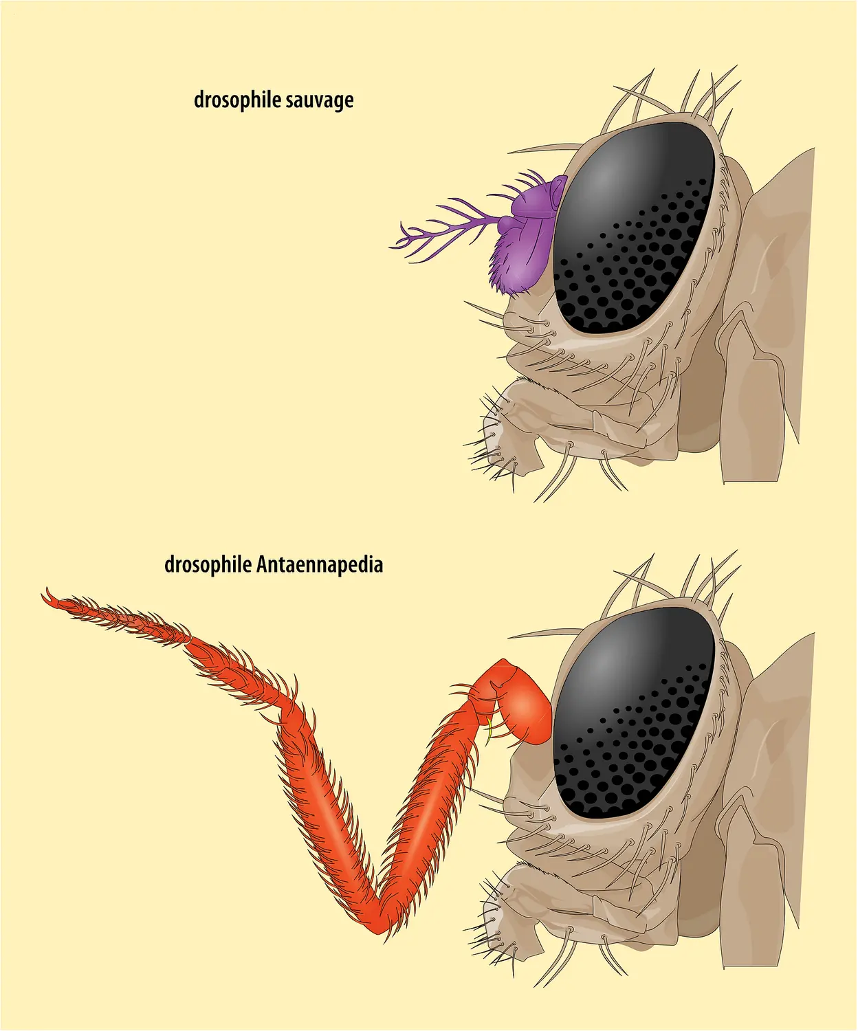 Un mutant de drosophile doté d'une patte à la place d'une antenne : <it>Antaennapedia</it>