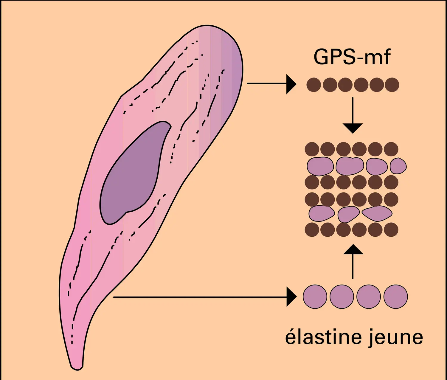 Élastogenèse - vue 1