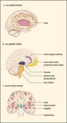 Régions cérébrales impliquées dans les émotions - crédits : Encyclopædia Universalis France