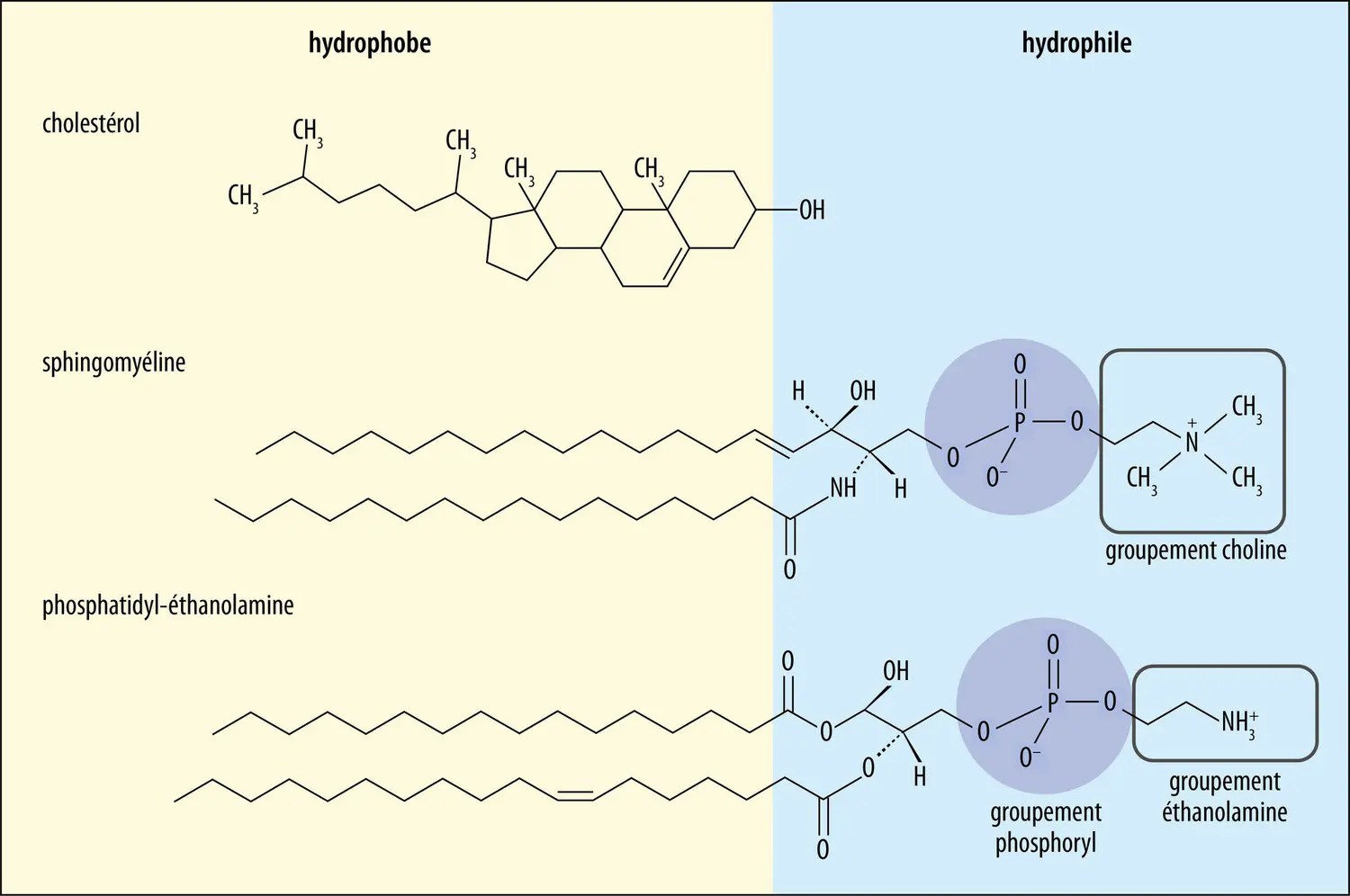 Types de lipides de la membrane cellulaire