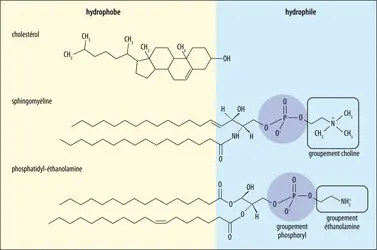 Types de lipides de la membrane cellulaire - crédits : Encyclopædia Universalis France