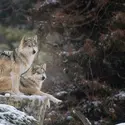 Loups - crédits : Nagel Photography/ Shutterstock