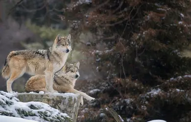 Loups - crédits : Nagel Photography/ Shutterstock