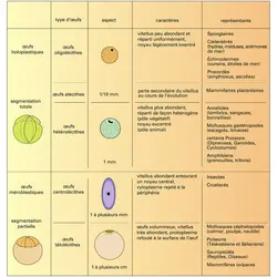 Œufs : divers exemples - crédits : Encyclopædia Universalis France