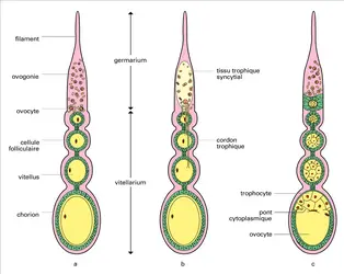 Différents types d'ovarioles - crédits : Encyclopædia Universalis France