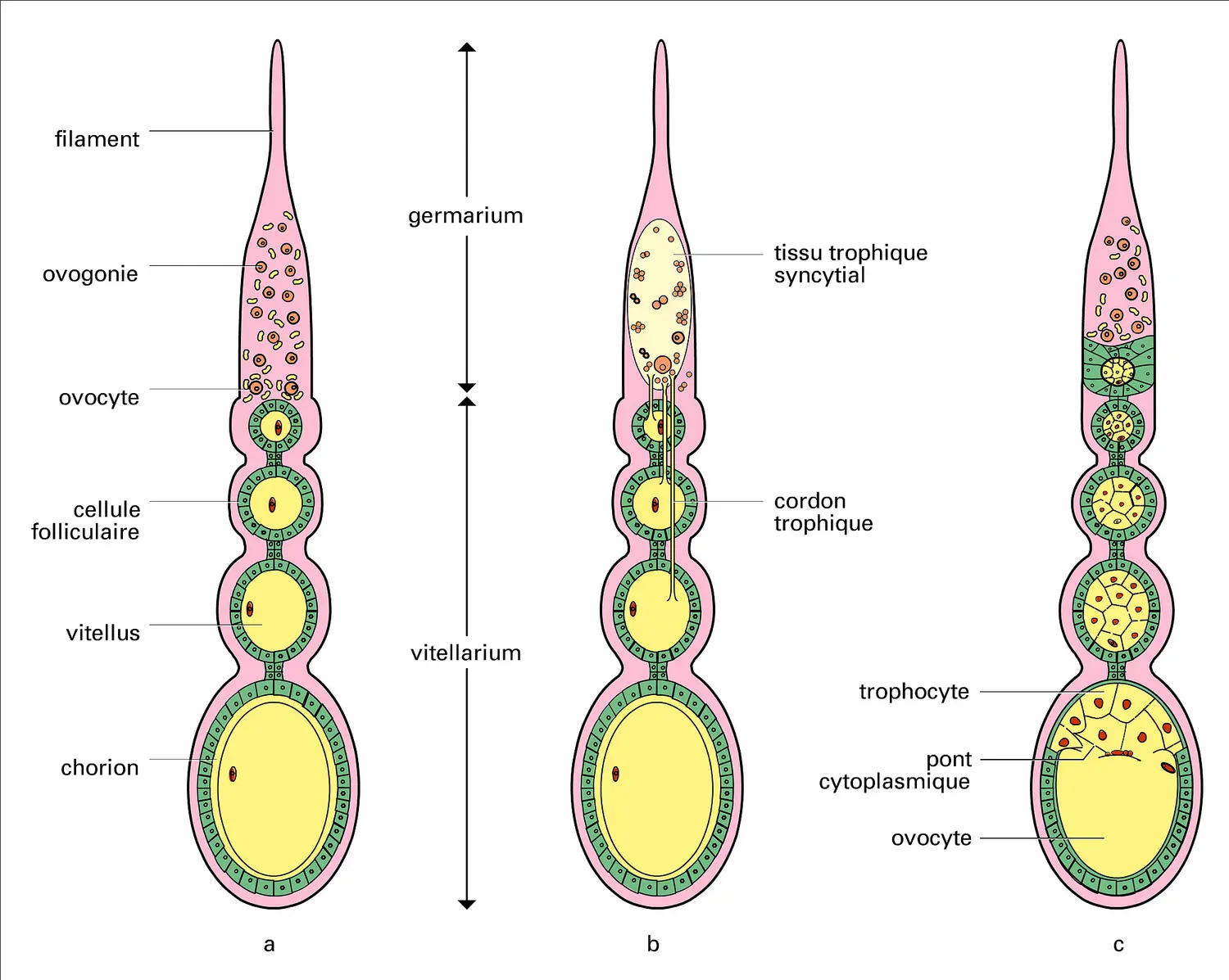 Différents types d'ovarioles