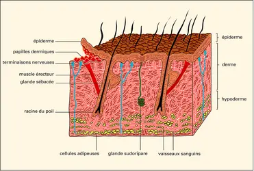 Peau - crédits : Encyclopædia Universalis France