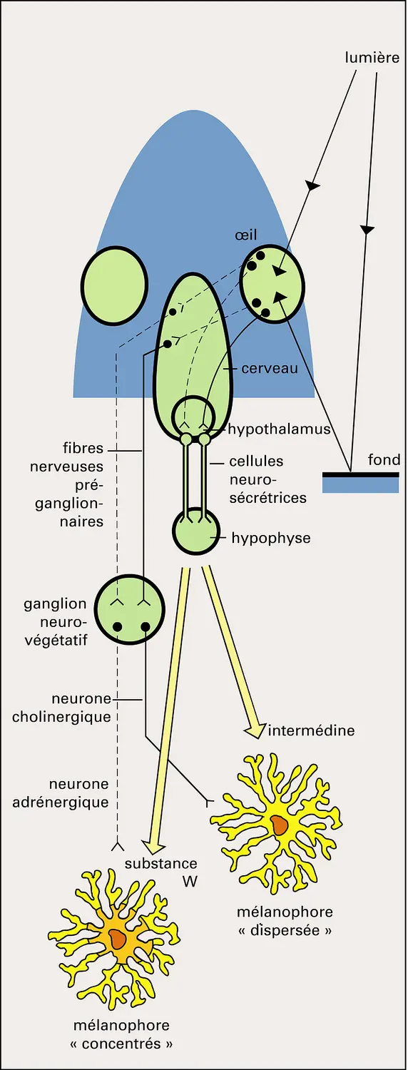 Téléostéen : mécanismes nerveux et hormonaux