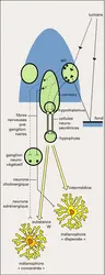 Téléostéen : mécanismes nerveux et hormonaux - crédits : Encyclopædia Universalis France