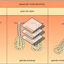 Glande exocrine - crédits : Encyclopædia Universalis France