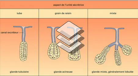 Glande exocrine - crédits : Encyclopædia Universalis France