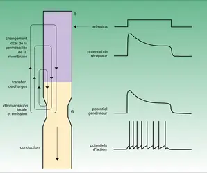 Étapes de l'excitation sensorielle - crédits : Encyclopædia Universalis France