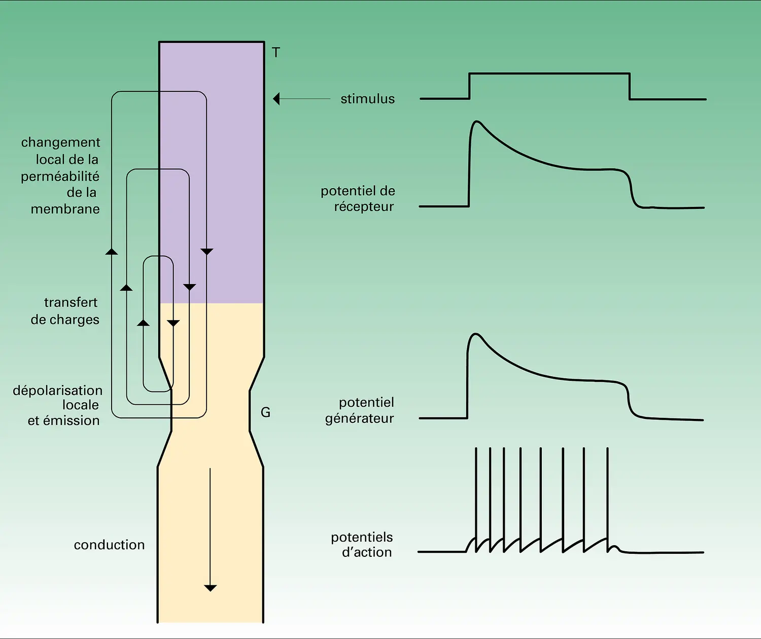 Étapes de l'excitation sensorielle