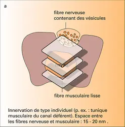 Innervation des muscles lisses - crédits : Encyclopædia Universalis France