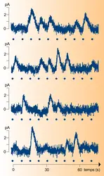 Bâtonnet de Crapaud : réponse d'un segment externe - crédits : Encyclopædia Universalis France