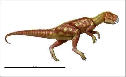 Psittacosaurus - crédits : Encyclopædia Universalis France