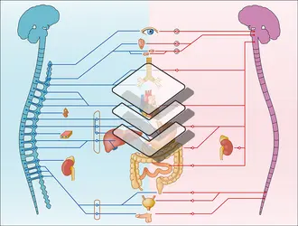 Système neurovégétatif - crédits : Encyclopædia Universalis France