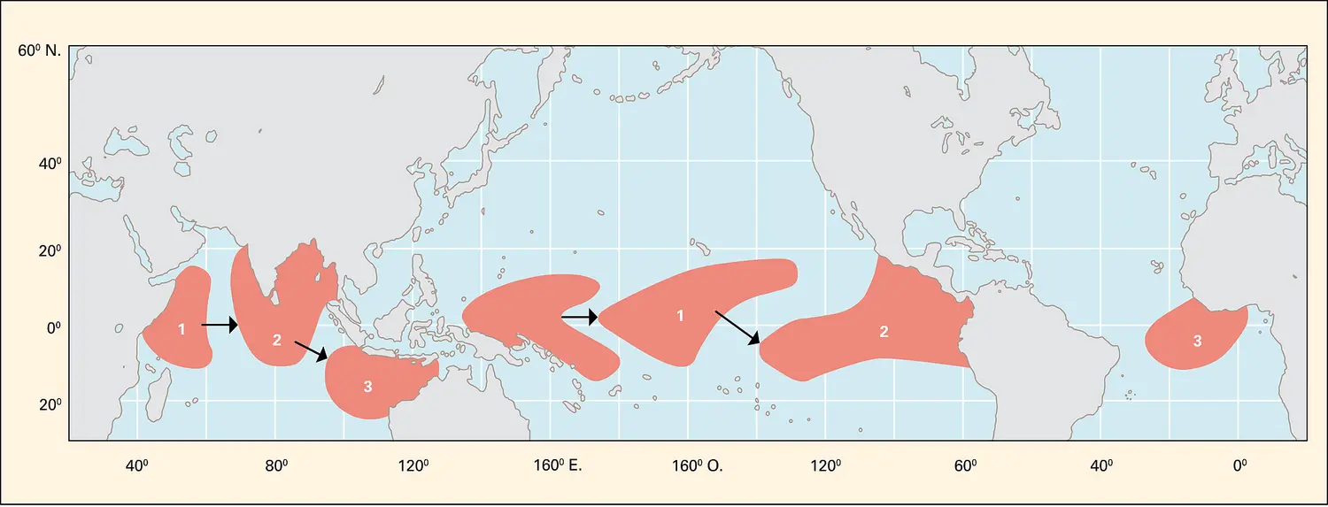 Propagation d'El Niño (E.N.S.O.)