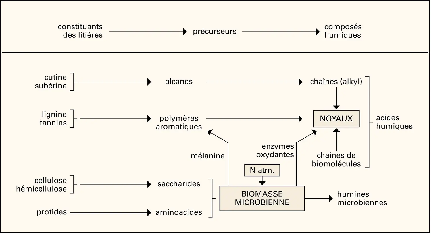 Humus : néoformation