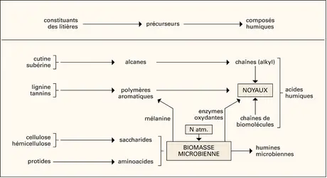 Humus : néoformation - crédits : Encyclopædia Universalis France