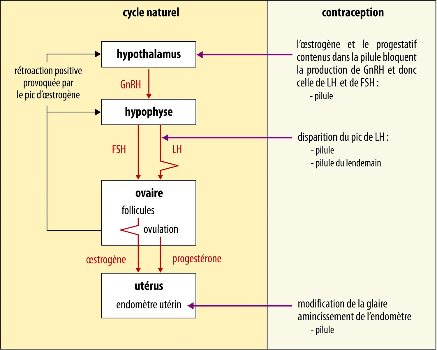 Effets des contraceptifs hormonaux sur la production des hormones qui contrôlent le cycle menstruel