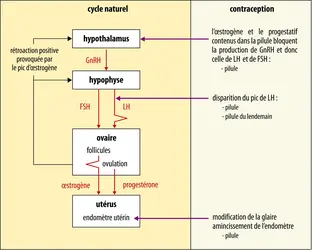 Effets des contraceptifs hormonaux sur la production des hormones qui contrôlent le cycle menstruel - crédits : Encyclopædia Universalis France