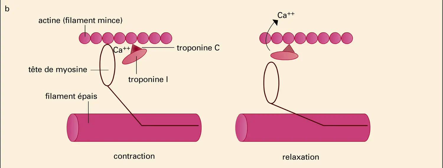 Régulation de la contraction - vue 2