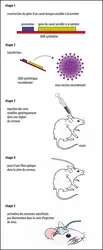 <strong>Expérience d’optogénétique en neurobiologie</strong> - crédits : Encyclopædia Universalis France