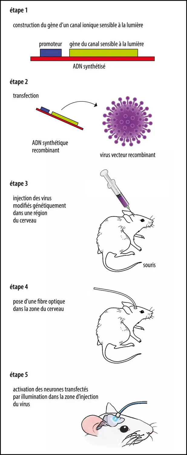 <strong>Expérience d’optogénétique en neurobiologie</strong>