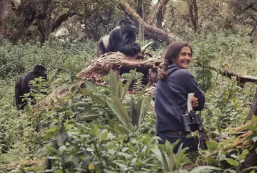 Dian Fossey - crédits : Image courtesy of the Bob Campbell Papers, Special & Area Studies Collections, George A. Smathers Libraries, University of Florida