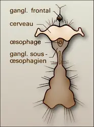 Anoploures : système nerveux - crédits : Encyclopædia Universalis France