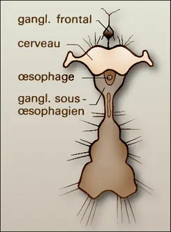 Anoploures : système nerveux