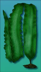 Morphologie de "Laminaria japonica" - crédits : Encyclopædia Universalis France