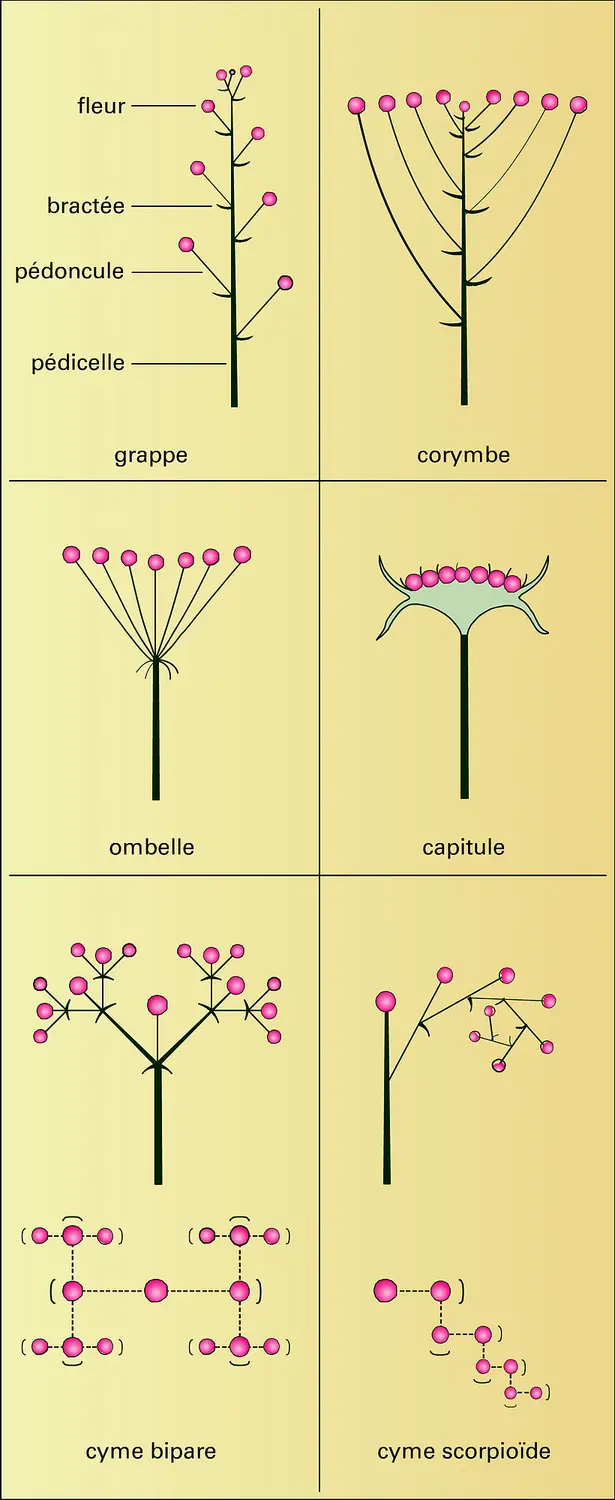 Principaux types d'inflorescences