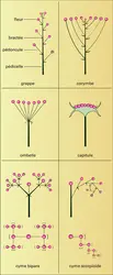 Principaux types d'inflorescences - crédits : Encyclopædia Universalis France